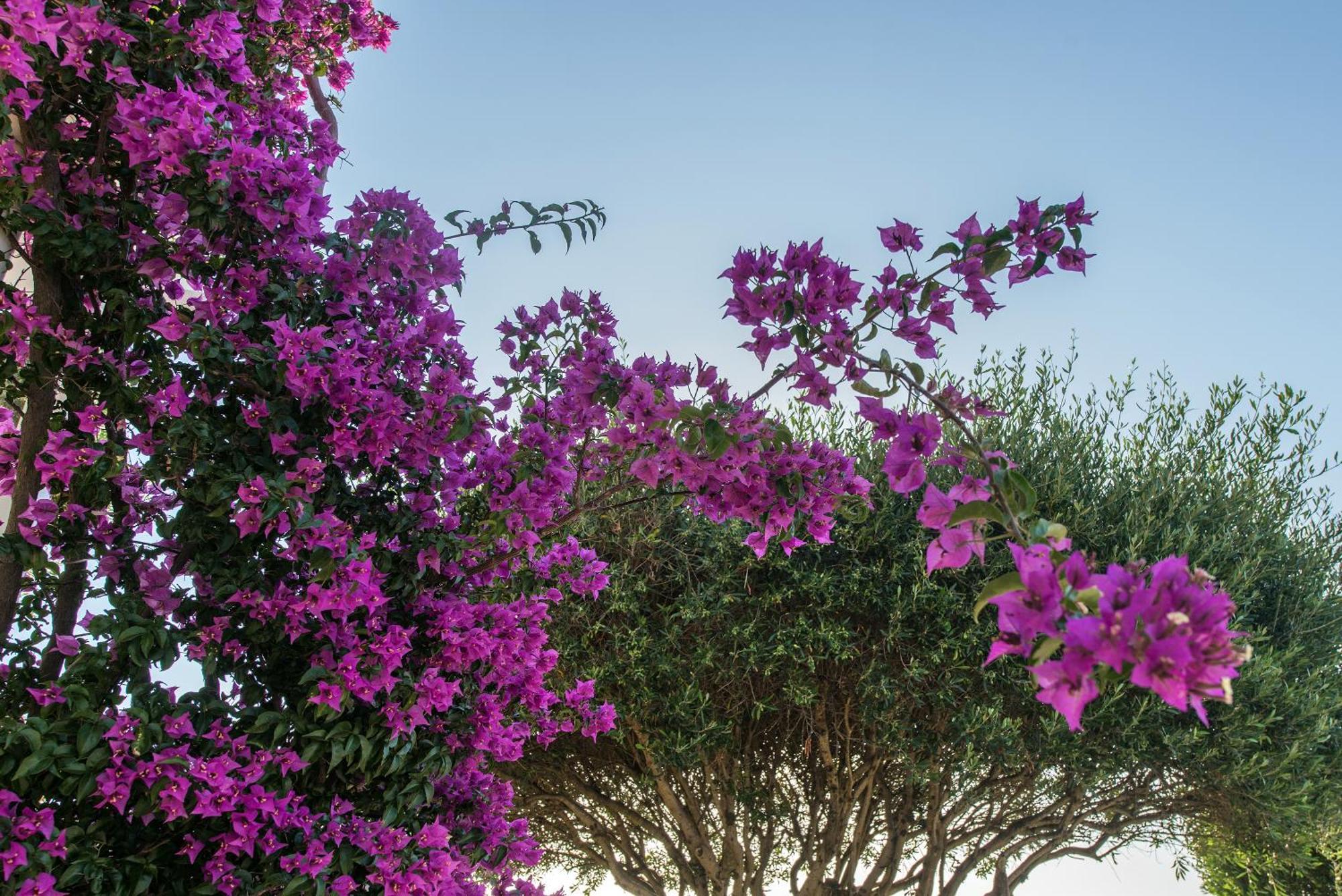 Hill Lofos Hotel Kassiopi Exterior foto